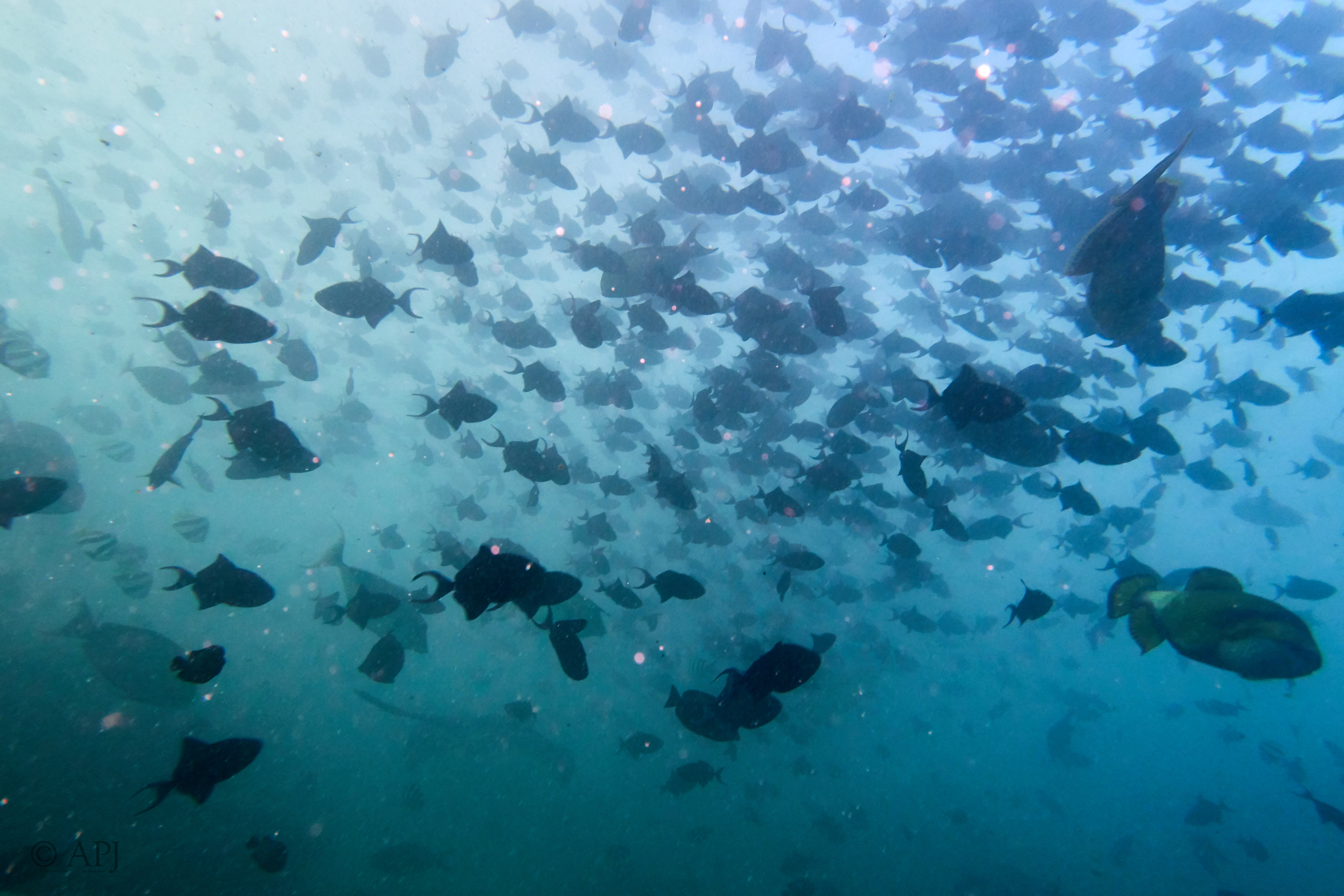 000048 13 08 17  Canon PowerShot G7 X Mark II   Malediven2017